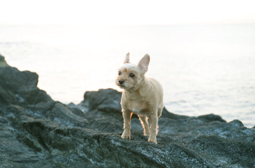 デジタルカメラでフィルムカメラのような写真に仕上げる