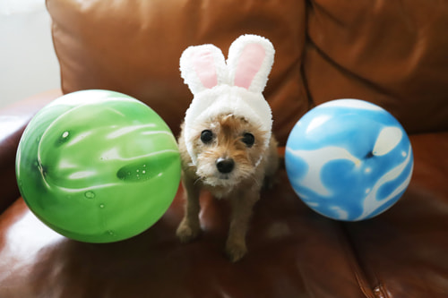 EOS 5D Mark IV｜作例｜うさぎ年