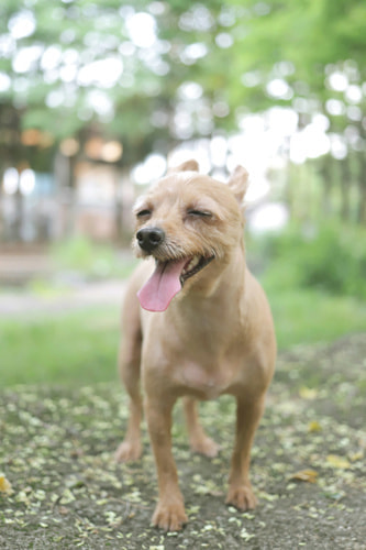 マニュアル撮影の作例｜背景をぼかす