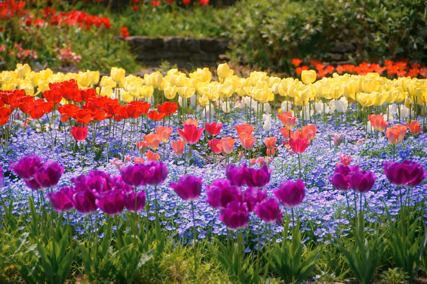 チューリップ畑