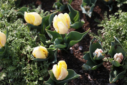 チューリップの作例｜失敗写真