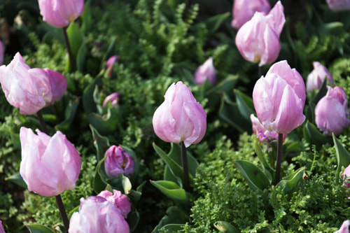 チューリップの作例｜成功写真