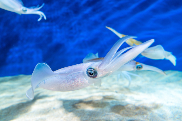 エメラルダスシャインLCレザーインパクトは釣れる？釣れない？インプレッション