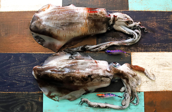 フォールスピード｜釣れる春イカ＆夏イカ＆冬イカ