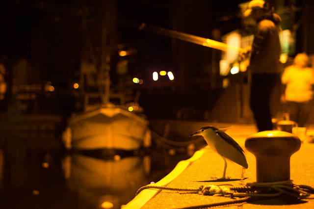 夜のエギングは難しい？見えない？ライトは？ケイムラは釣れる