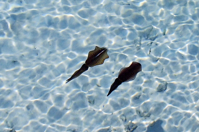 ムラムラチェリー