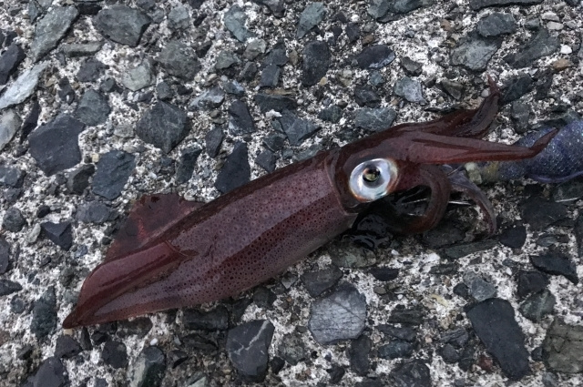 エギングでケンサキイカを釣るメソッド(三浦半島、三崎港、城ヶ島)